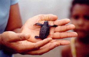 Baby sea turtle